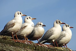 海鷗,鳥類,動(dòng)物
