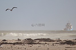 海灘,鷗,飛