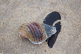 外殼,石,海灘
