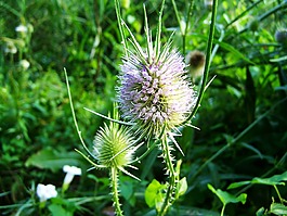 水飛薊,野花,藥草