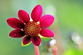 嬌琴紗,花,復(fù)合材料