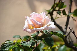 花,粉色,白玫瑰