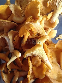 蘑菇,食品,新鲜