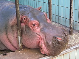 河馬,動物園,動物