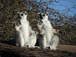 狐猴,靈長類動物,野生動物