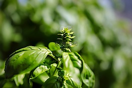 羅勒,草藥,香料