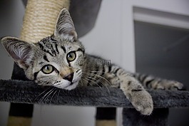 貓,小貓,動物