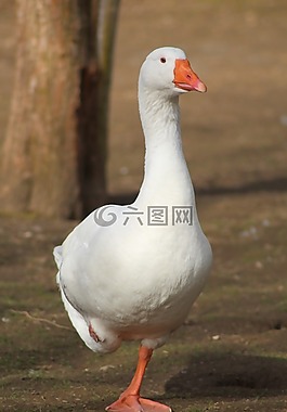 鵝,鳥,家禽
