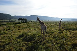 长颈鹿,kariega,野生动物园