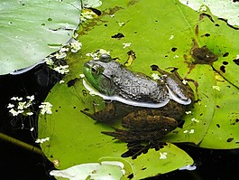 青蛙,水,綠色