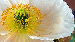開花,郵票,雌蕊