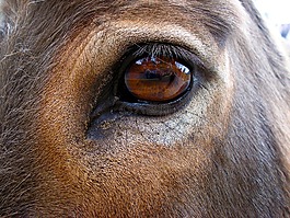 馬眼,馬,驢