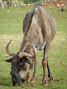 動物,野生動物,牛羚