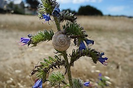 薊,蝸牛,花
