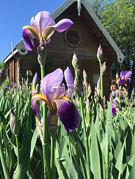 紫色花,紫色,花