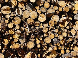 holzstapel,木,树木