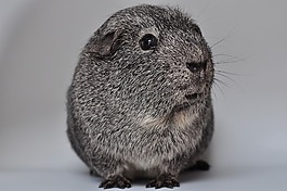 豚鼠,嚙齒動物,動物
