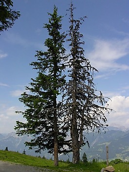 waldsterben,针叶树,云杉