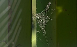 web,蛛網(wǎng),自然