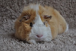 豚鼠,嚙齒動物,動物