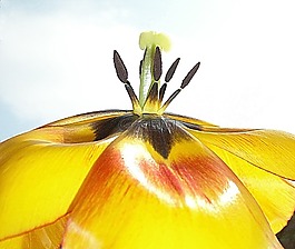 花,郁金香,黃色