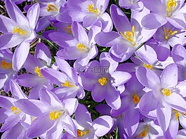 藏紅花,花,春天