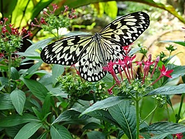 蝴蝶,花園,花