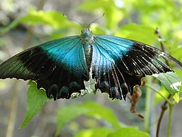 蝴蝶,昆蟲,翼