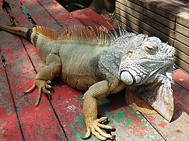 伊瓜納,爬行動物,熱帶