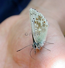 蝴蝶,昆蟲,翼