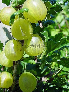 醋栗,漿果,綠色