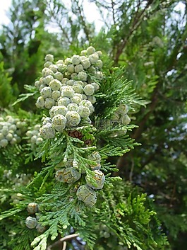 thujasamen,種子,自來水