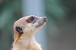 獴,貓鼬,scharrtier