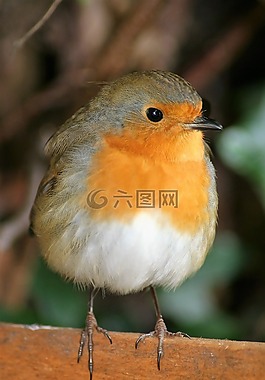 知更鳥,鳥,鳥園