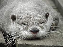 奧特,哺乳動物,野生動物