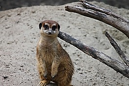 獴,貓鼬,scharrtier