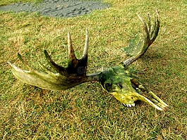 駝鹿,頭骨,死亡