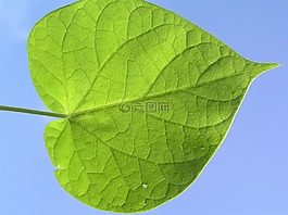 葉,綠色,自然