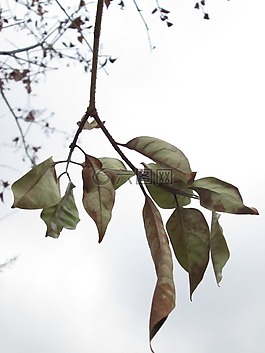 秋,植物,性質(zhì)