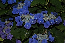 花,夏季,八仙花