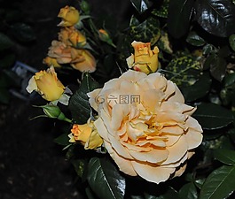 花,夏季,玫瑰