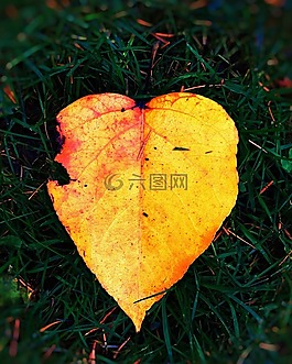 秋天,葉,秋