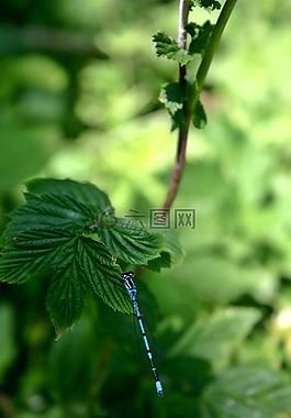 蜻蜓,馬蹄蔚藍的伴娘,蔚藍色的伴娘