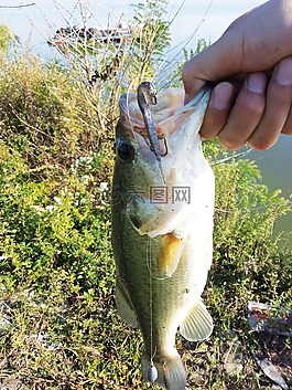 男低音,餌,釣魚