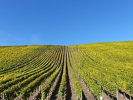 葡萄園,秋季,葉子