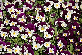 鮮花,阿姆斯特丹,keukenhof