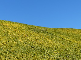 葡萄園,秋季,葉子
