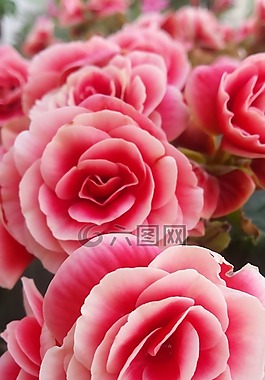 鮮花,比爾,玫瑰