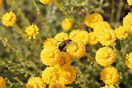 昆虫,鲜花,黄色
