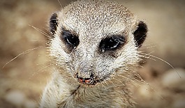 獴,動物,性質(zhì)